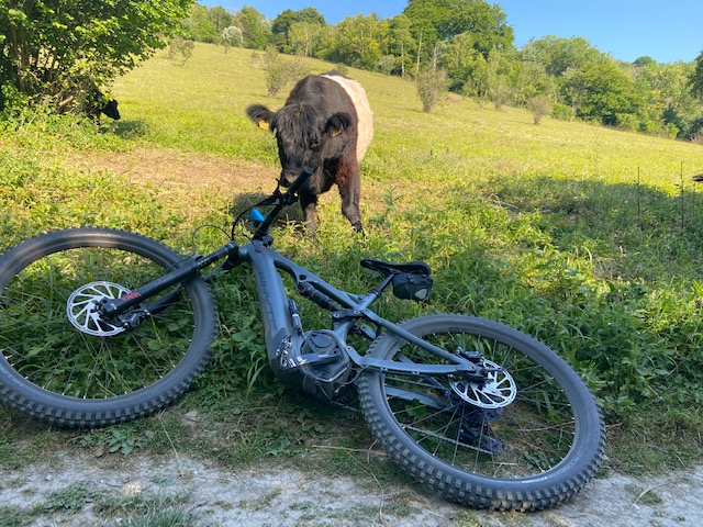 Curious moo