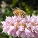 Honeybee on knotweed