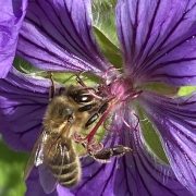 Honeybee on geranium