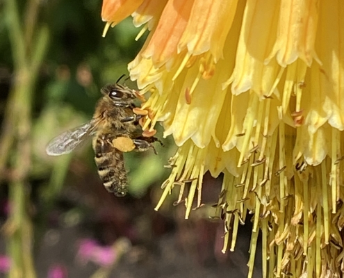 Honeybee on Red hot poker