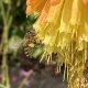 Honeybee on Red hot poker