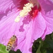 Honeybee on Hibiscus