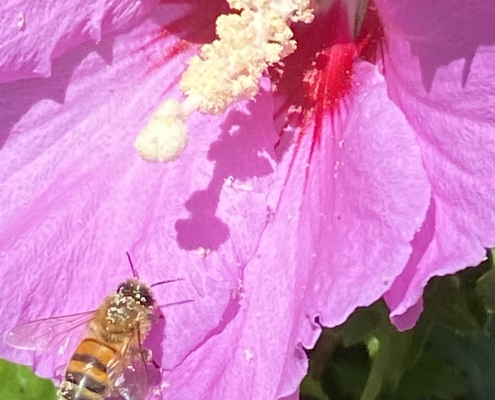 Honeybee on Hibiscus