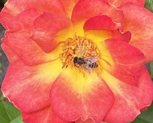 Honeybee on Rose