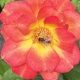 Honeybee on Rose