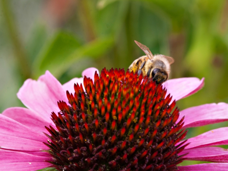 Home - Beekeeping in the Surrey Hills