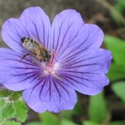 Honeybee on geranium