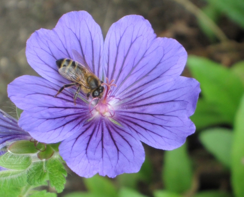 Honeybee on geranium