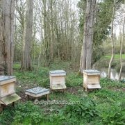 River Mole Apiary