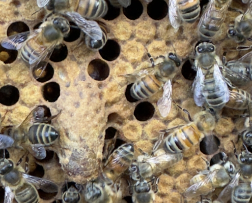 Honeybee Queen cell
