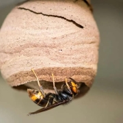 Asian hornet queen nest