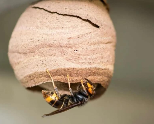 Asian hornet queen nest