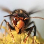 Asian hornet face