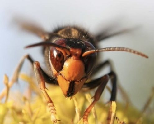 Asian hornet face