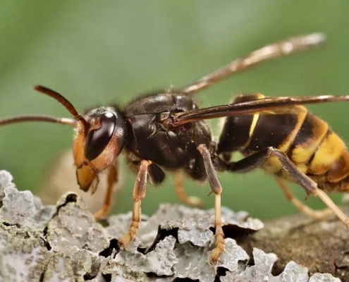 Asian hornet profile