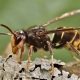 Asian hornet profile