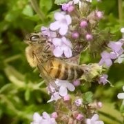 Honeybee on thyme