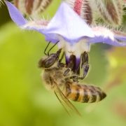 honeybee on borage