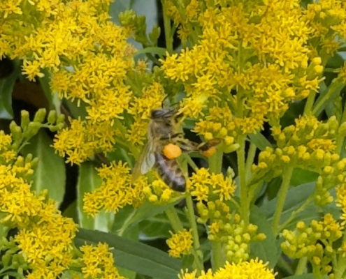 Honeybee with pollen on Golden Rod