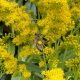 Honeybee with pollen on Golden Rod